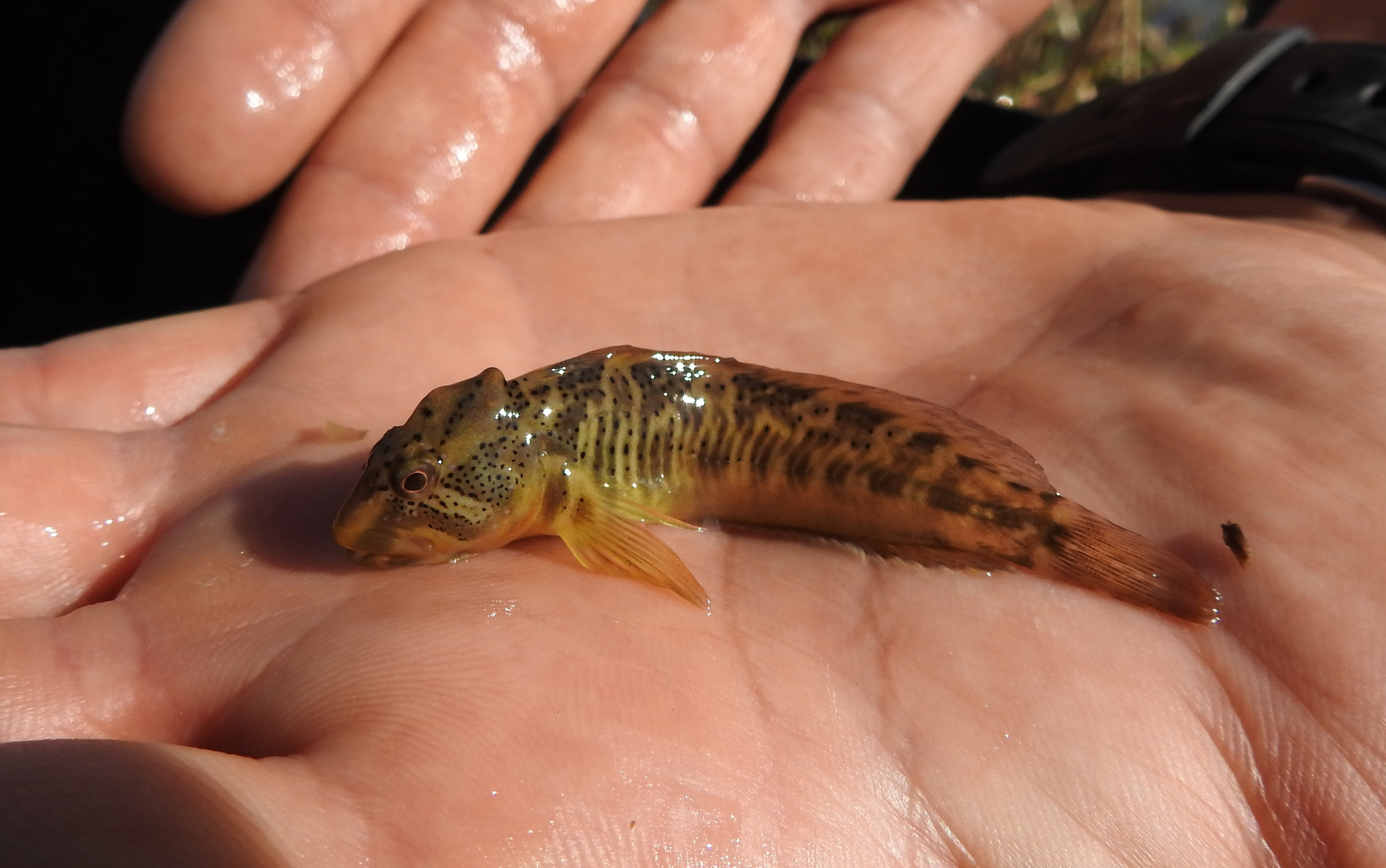 Reintroducción de Blenio en el Tancat de Milia