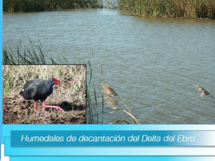 Humedales de decantación del Delta del Ebro. Humedal de l'Embut (Amposta)