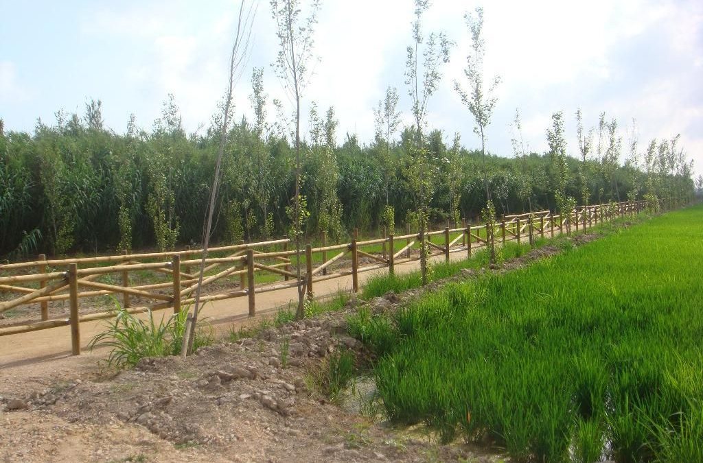 Restauración integral del bosque de ribera en el tramo entre Tortosa y la desembocadura