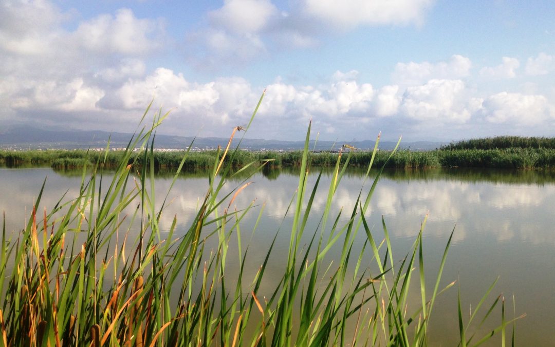 Día mundial de los Humedales