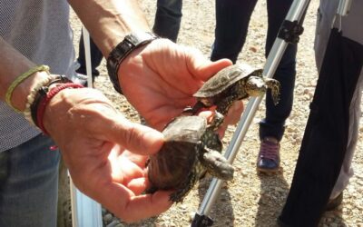 Nueva reintroducción de galápago europeo (Emys orbicularis) en el Tancat de L’Illa