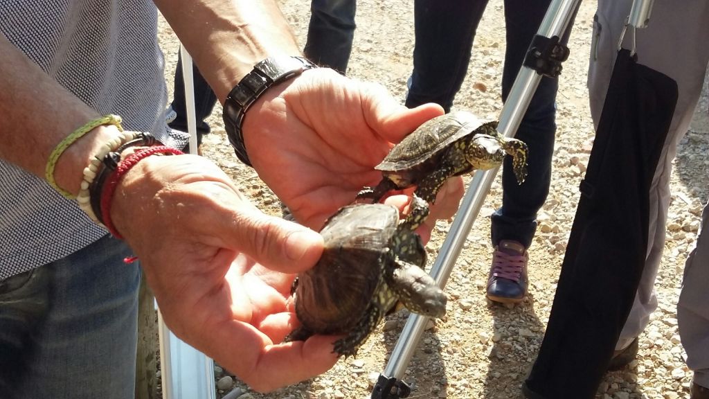 Nueva reintroducción de galápago europeo (Emys orbicularis) en el Tancat de L’Illa