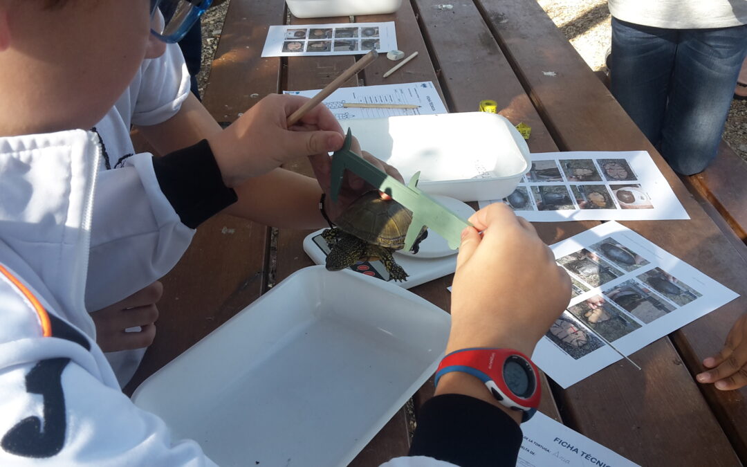 Acuamed colabora con la Consellería de Medio Ambiente y el Oceanogràfic en suelta galápagos autóctonos en L’ Albufera de Valencia.