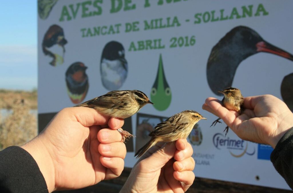 Acuamed y la Fundación Global Nature anillan en el Tancat de Milia (Albufera de Valencia) centenares de ejemplares de aves de 30 especies en la campaña “Aves de Primavera”