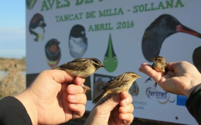 Acuamed y la Fundación Global Nature anillan en el Tancat de Milia (Albufera de Valencia) centenares de ejemplares de aves de 30 especies en la campaña “Aves de Primavera”