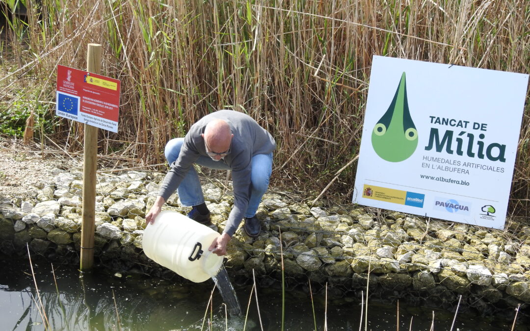 Primera suelta de ejemplares del pez blenio en el filtro verde de Acuamed del Tancat de Milia, en Valencia