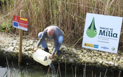 Primera suelta de ejemplares del pez blenio en el filtro verde de Acuamed del Tancat de Milia, en Valencia