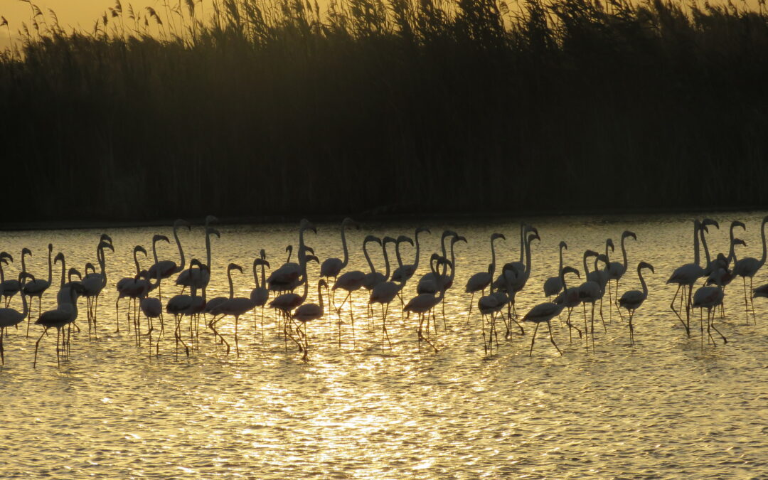El proyecto “LIFE Albufera” reconocido por la Comisión Europea como uno de los mejores LIFE finalizados en 2016-17.
