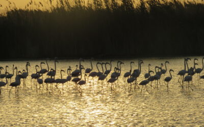 El proyecto “LIFE Albufera” reconocido por la Comisión Europea como uno de los mejores LIFE finalizados en 2016-17.